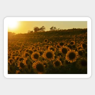 Colby Farms Sunflower Field Newbury MA Sunset Sticker